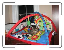 Jack _trying_to_be_baby * 2272 x 1704 * (1.11MB)